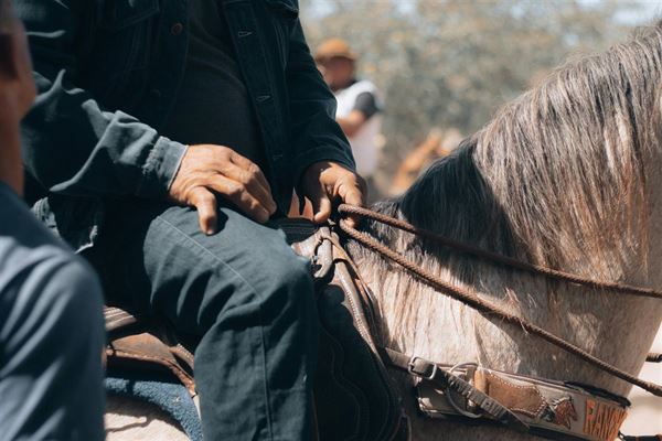 Hullbedömning häst - En guide till att förstå och hantera hästens hull
